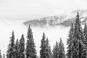 Фототапет – Заснежени черно-бели борови дървета