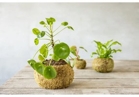 Саксия за цветя ø 20 cm Kokedama – Esschert Design