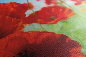 Картина на платно – Цветя от мак на ливада