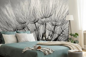 Фототапет – Черно-бял глухарче