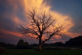 Фототапет – Прекрасен дърво на ливада