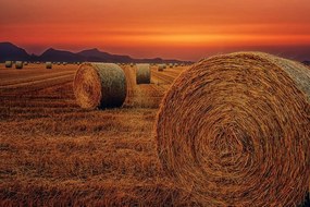 Фототапет – Бали сено