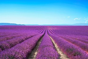Фототапет – Безкрайно лавандулово поле