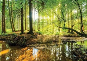 Sunrise in Forest - C04134