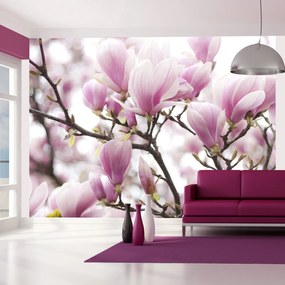 тапети - Magnolia bloosom 250x193