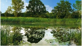 Самозалепващ се фототапет - The Magic Pond II