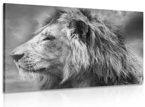 Картина на платно – Африкански лъв в черно-бял вариант