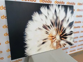 Картина на платно – Глухарче на тъмен фон