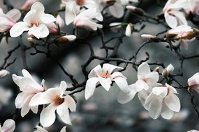 Самозалепващ фототапет – Пробуждаща се магнолия