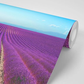 Фототапет – Безкрайно лавандулово поле