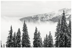 Фототапет – Заснежени черно-бели борови дървета