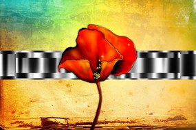 Самозалепващ тапет – Абстрактен мак