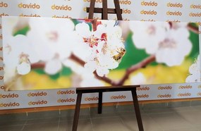 Картина на платно – Цветове на дърво през пролетта