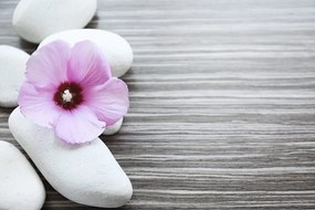 Фототапет – Съчетание на камъни и розов цвят