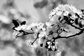 Фототапет – Черно-бял черешов цвят