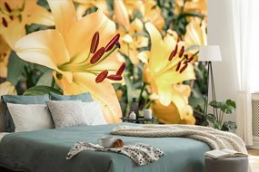 Фототапет – Жълта лилия