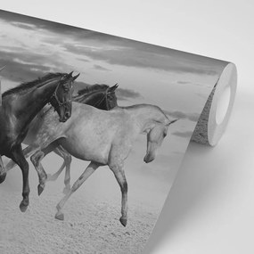 Тапет – Черно-бяло стадо коне