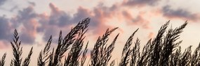 Картина на платно – Стъбла дълга трева