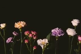 Фототапет – Елегантни цветя на тъмен фон
