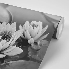 Фототапет – Черно-бял лотосов цвят в езеро