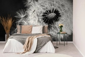 Фототапет – Черно-бял детайл на глухарче