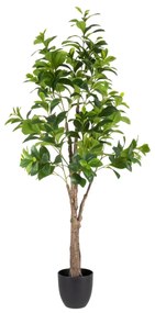 Декоративно Растение Зелен PVC 145 cm Peperomia