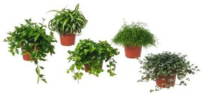HIMALAYAMIX саксийно растение 602.345.34