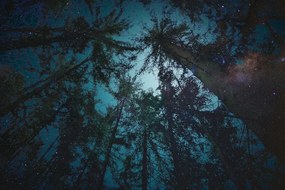 Картина на платно – Нощ в гората