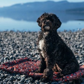 Кафяво легло за пътуване за куче 50x75 cm Outdoor Chill Pad Mocha M – P.L.A.Y.