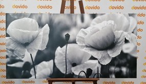 Картина на платно – Красиво поле от макове в черно-бяло