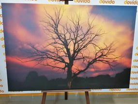 Картина на платно – Прекрасно дърво на ливадата
