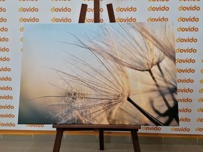 Картина на платно – Глухарче на поле при изгрев