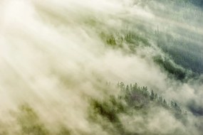 Самозалепващ фототапет – Мъглива гора
