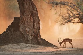 Фототапет – Африканска антилопа
