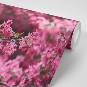 Фототапет – Детайлни цветове на череша