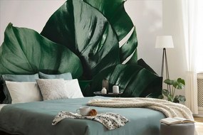 Самозалепващ фототапет – Листа на монстера