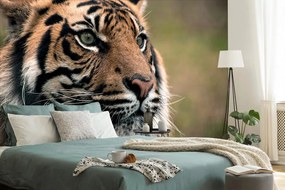 Фототапет – Бенгалски тигър
