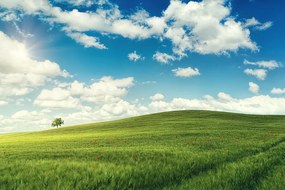 Самозалепващ фототапет – Великолепен ден на ливада