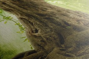 Картина на платно – Корен на дърво