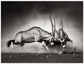 тапети - Gemsbok бой 200x154