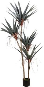 Декоративно растение Gladiolus в саксия 180