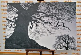 Картина на платно – Симбиоза на дърветата в черно-бял вариант