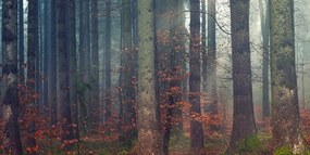 Картина на платно – Тайните на гората