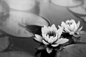 Фототапет – Черно-бял лотосов цвят в езеро
