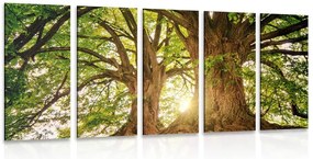 картини от 5 части – Величествени дървета