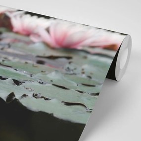 Фототапет – Лотосов цвят