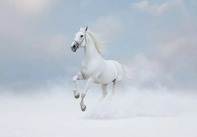 15649 - Тапет бял кон