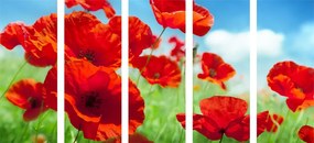 картини от 5 части – Макови цветя на ливада