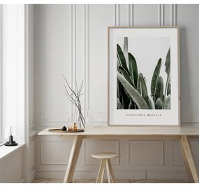 Плакат в рамка 50x70 cm Strelitzia - Styler