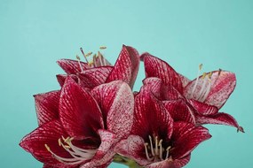Фототапет – Екзотичен амарилис на тюркоазен фон